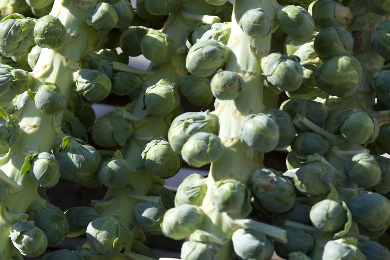 314-8290 Brussels Sprouts_ Farmers Market_ Madison_ WI.jpg